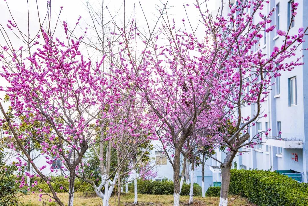 茂縣中學校園風采